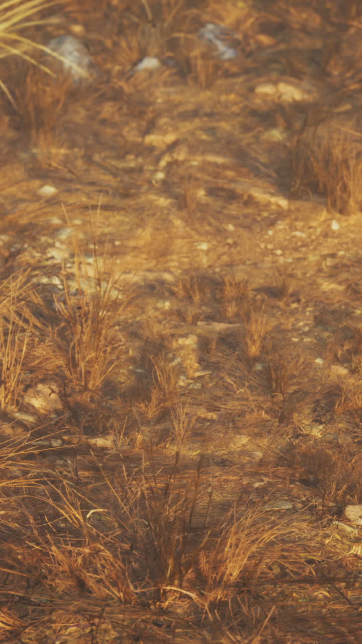 cerca de un campo de hierba seca