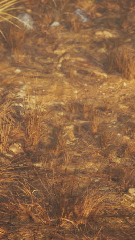 close up of dry grass field
