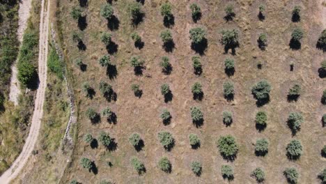 Olive-grove-in-aerial-downwards-view-in-Teruel,-Spain