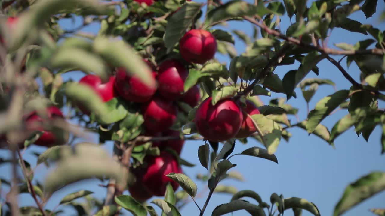 apples. apple harvest. many apples. apples close up
