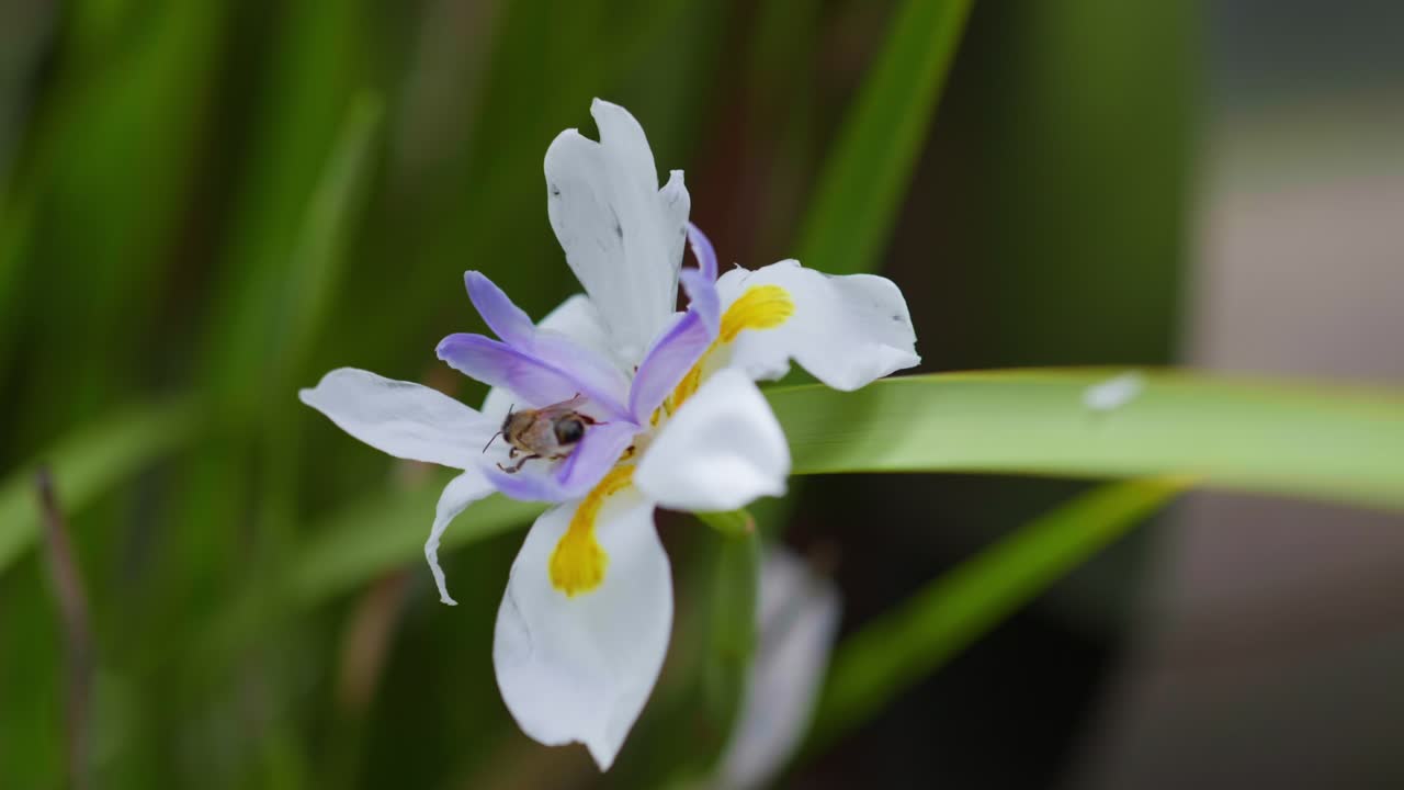 A bee gathers nectar from a vibrant flower, showcasing close-up details of pollination, wings in motion, and the beauty of nature