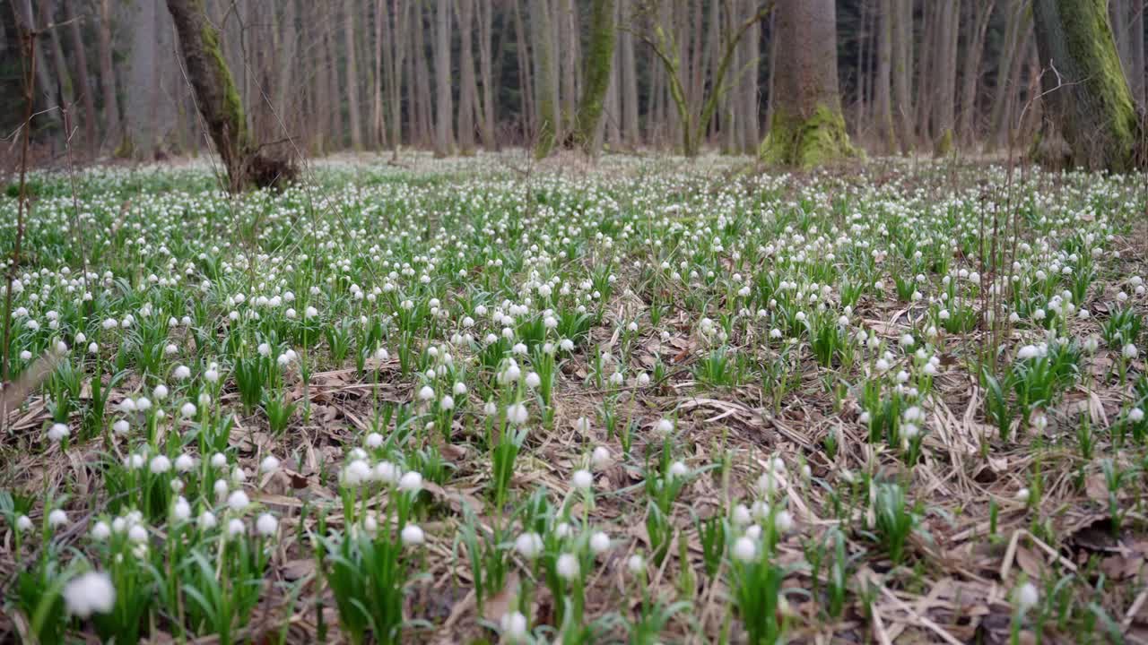 gotas de nieve blancas que crecen en abundancia en la reserva natural anunciando la llegada de la primavera