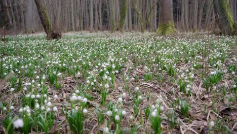 white snowdrops growing abundantly in the nature reserve heralding the arrival of spring