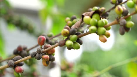 coffee plant close up with green fruit, ripe cherry coffee, and diseased brown beans