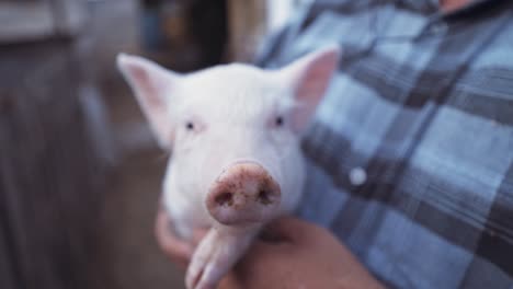 a kind farmer holds a sleeping pig in his arms. a man in a straw hat near the hay barn