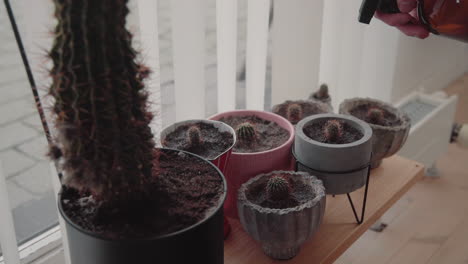 young male watering many newly plotted mini baby cactuses with a spray bottle on a wooden board near the window