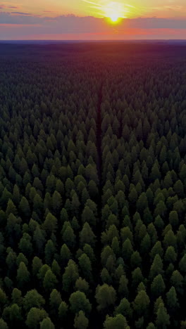 Sunset over a Coniferous Forest