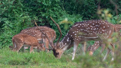 a large spotted deer buck grazing at the edge of the jungle