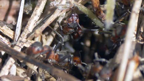 macro close up shot of ants crawling between small branches in nature during sunny day - black anthill working in wilderness