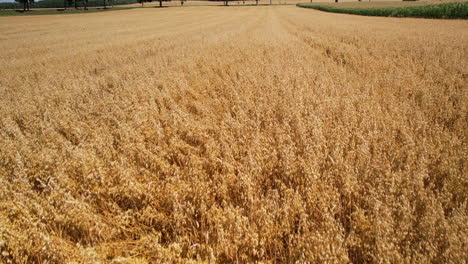 Flying-Above-Golden-Wheat-Field---drone-shot