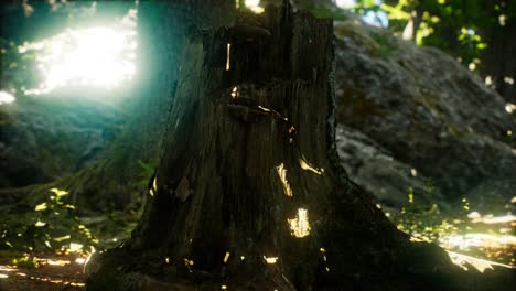 Sunlight-rays-pour-through-leaves-in-a-rainforest