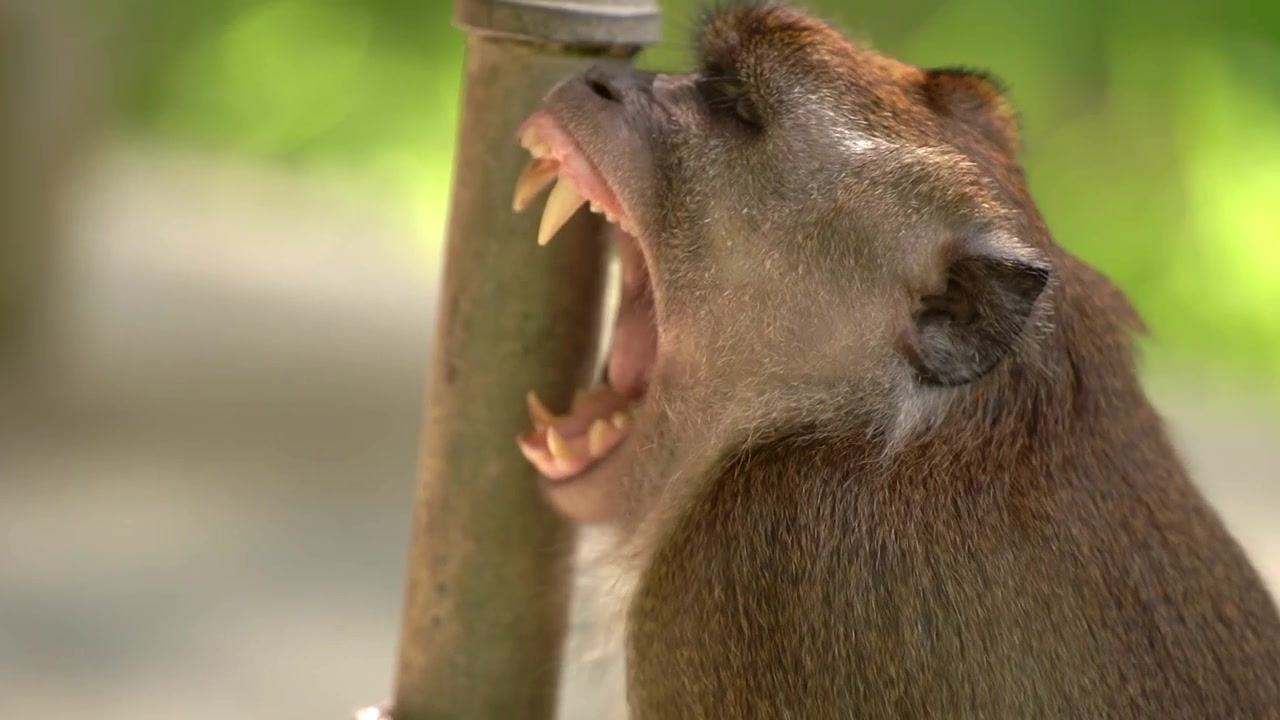 Un gros plan serré se concentrant sur le profil d'un macaque à longue queue sauvage appuyé contre un poteau, ouvrant grand la bouche pour révéler ses longues dents acérées pendant un grand bâillement