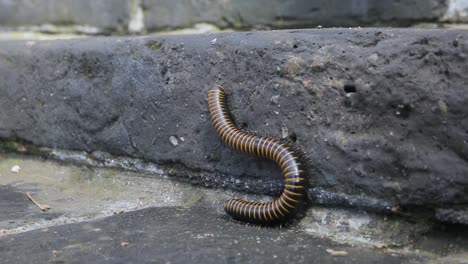 millipede on a stone staircase