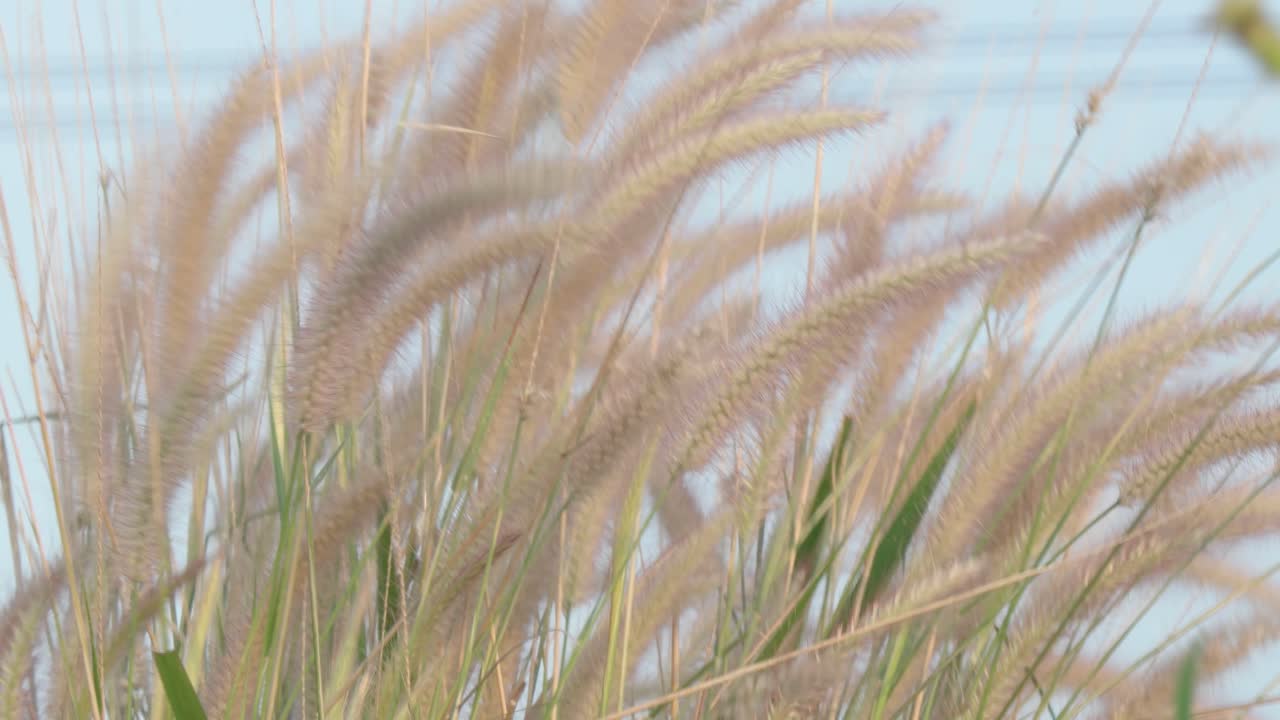 바람에 잡초의 클로즈업