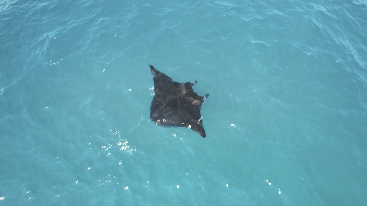 Close up Aerial Over Manta Rays in Tropical Waters off the Coast of Mozambique