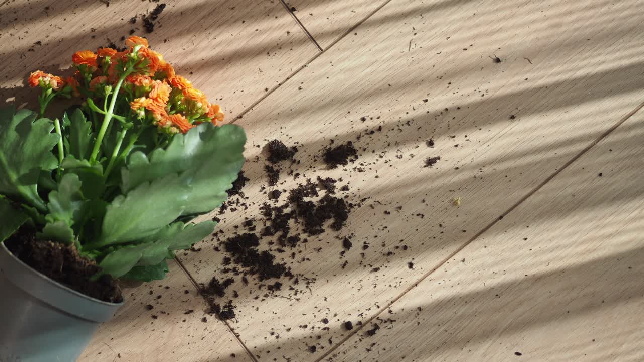 Pianta di Kalanchoe in vaso rovesciata su pavimento in legno con luce solare