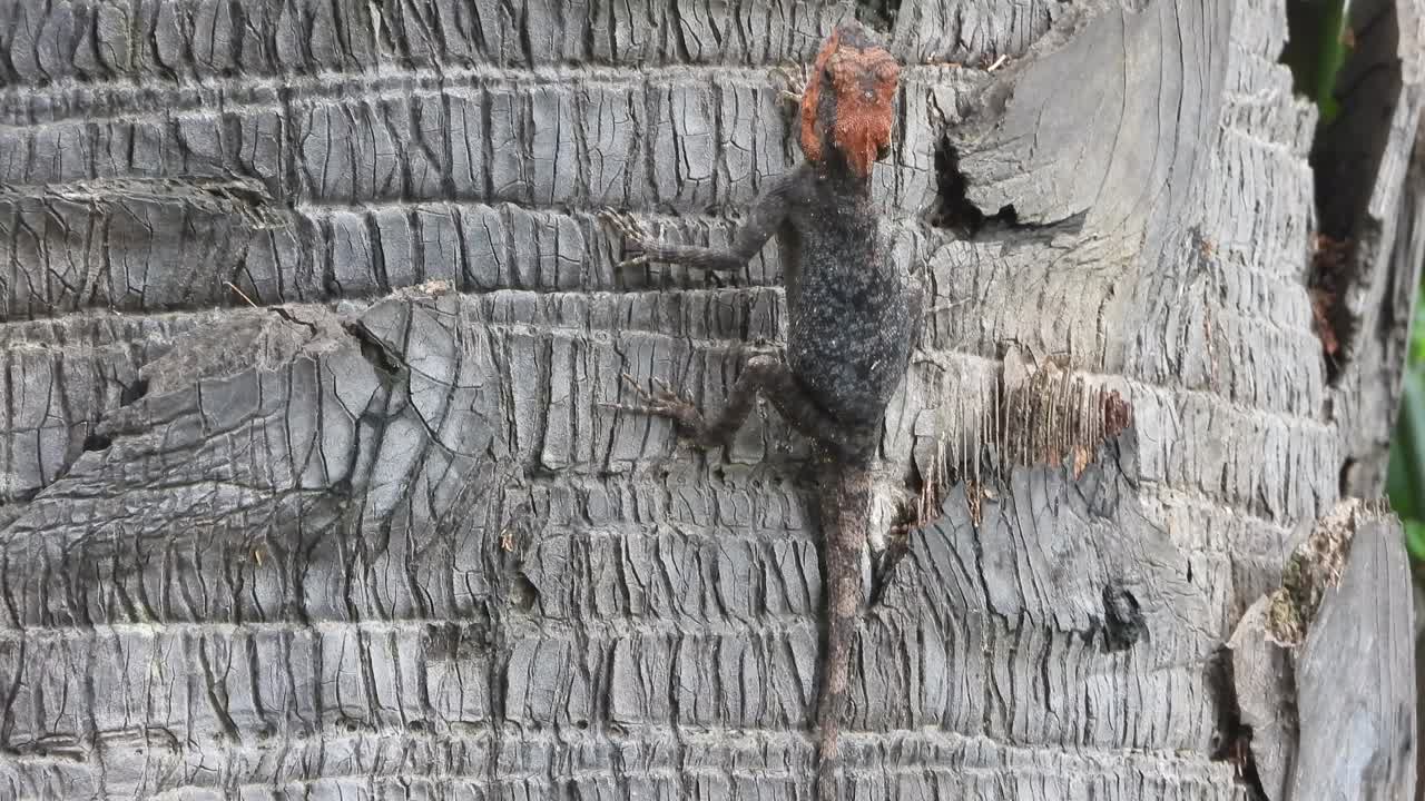나무 에 있는  ⁇ 은 도마 ⁇  - 음식 을 기다리고 있다