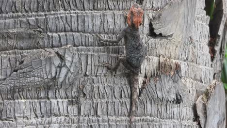 Red-Lizard-in-tree---waiting-for-food