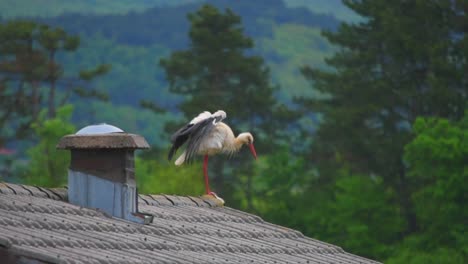 A-stork-on-top-of-a-roof,-just-chilling-and-flapping-her-wings