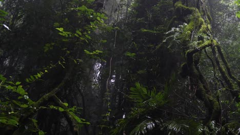 un viaje sereno a través de una niebla, densa selva tropical