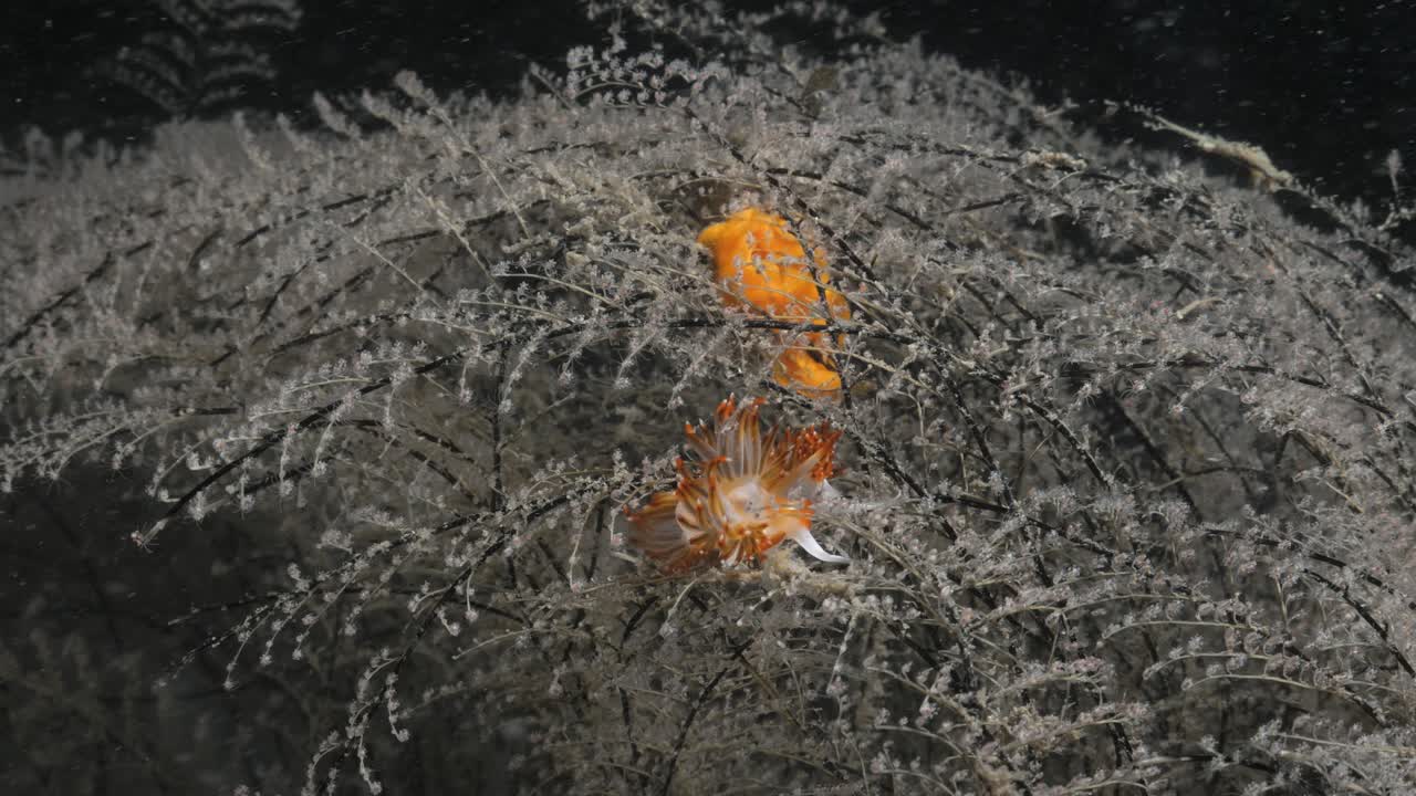 갯민숭달팽이 종 사쿠라에올리스의 해양 과학 관찰은 쏘는 수초와 대조됩니다