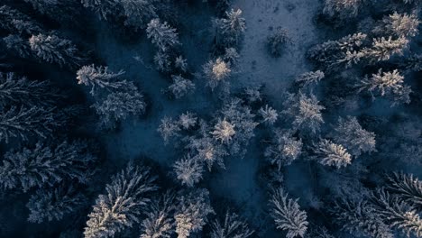 top view of forest during the winter season in indre fosen, norway - drone shot