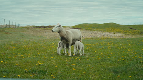 Statische-Aufnahme-Eines-Schafes-Mit-Zwei-Kleinen-Lämmern,-Die-An-Den-Zitzen-Saugen-Und-Milch-Bekommen