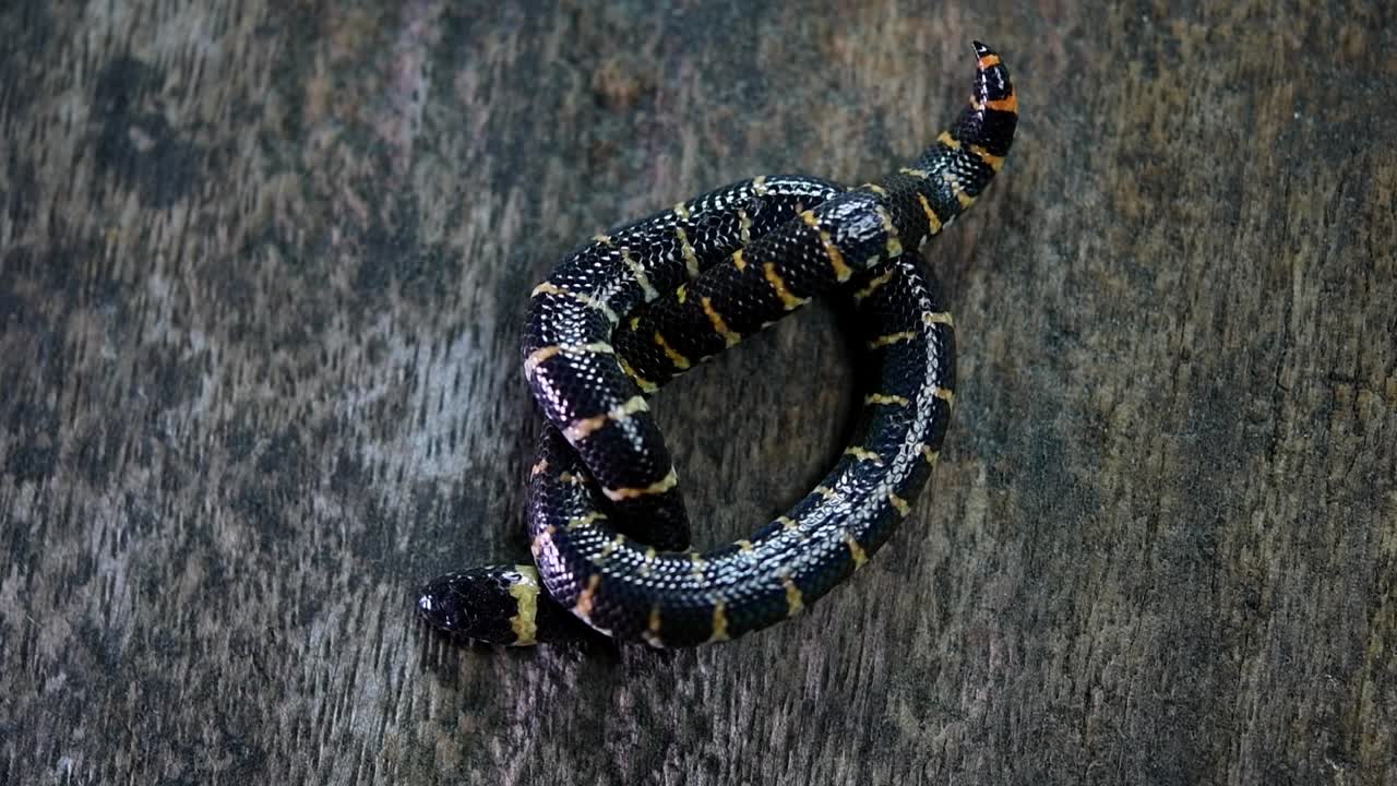 виден свернутым в узел на плоской поверхности, выявленный ночью при свете фонарика