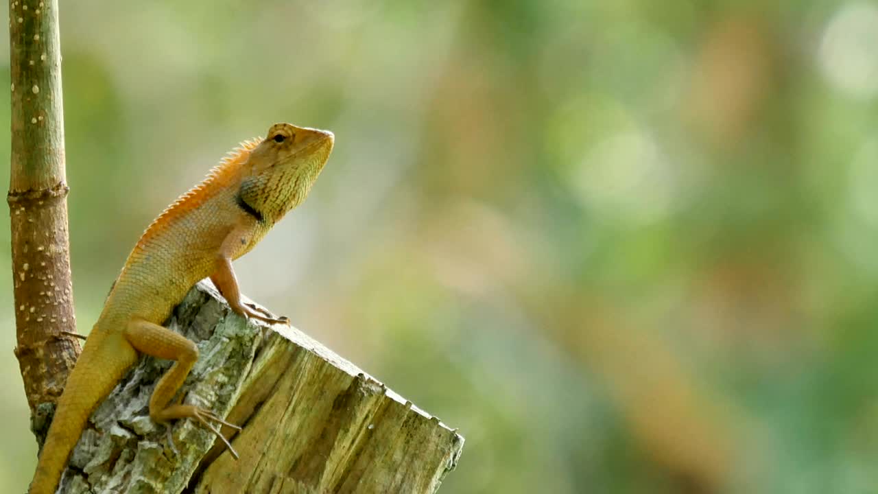 나무에 카멜레온