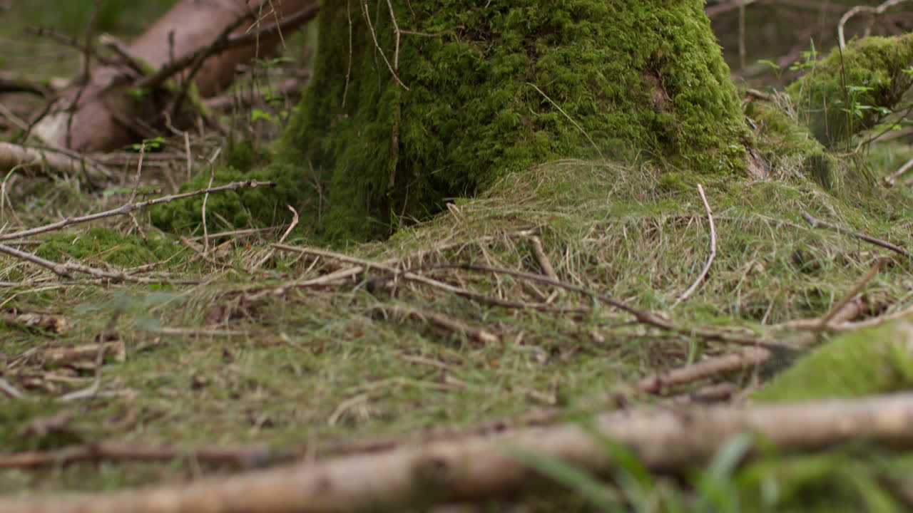cerca de musgo o líquen que crece en el tronco del tronco del árbol en el bosque