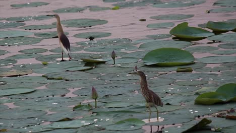 two wetland birds stand among lotus leaves in calm sunset-lit pond. ideal 4k footage for wildlife, nature, and tranquil documentary use. natural sounds and pink reflections add serenity.