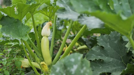 flowering and growing marrow squash