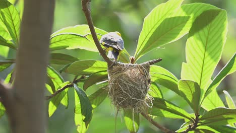 eurasian golden oriole male bird feeding chicks in nest