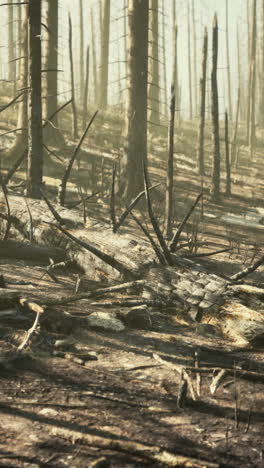 aftermath of a forest fire: burnt trees and ash