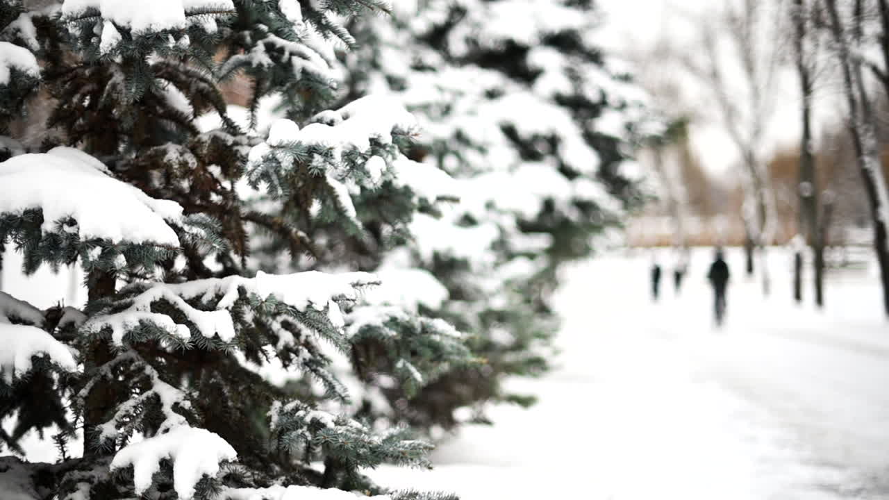 Green pine tree full of white snow in winter, man cycling on snow