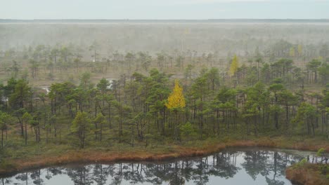 Swamp-in-Foggy-Autumn-morning