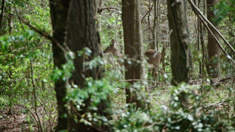 Watchful-deer-doe-standing-in-dense-deciduous-forest,-looking-around