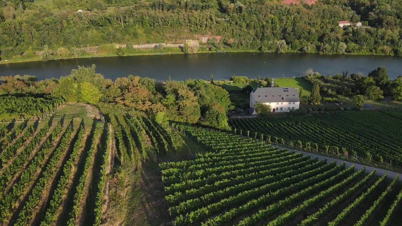 An overhead drone shot capturing the parallel patterns of lush grapevines near the river.