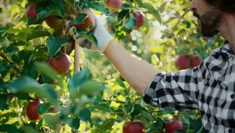 Hombres-En-El-Huerto-De-Manzanas