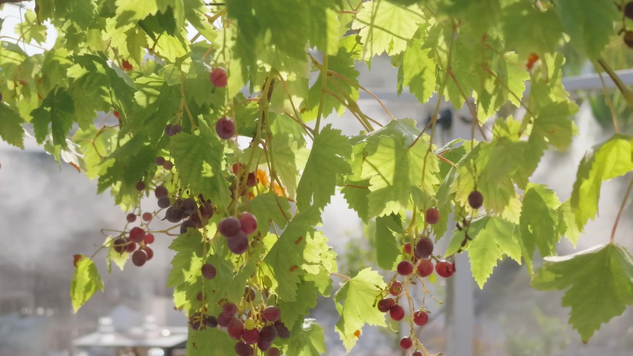 Primo piano di uva viola matura appesa a una vite frondosa con un irrigatore