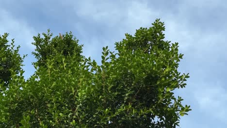 Maravillosa-Foto-Planta-Distinta-Pojark-El-Buxus-Hyrcana-Pojark-Una-Vista-Panorámica-Del-Cielo-Azul-Retrato-De-Especies-De-Flora-De-árboles-De-Hojas-Pequeñas-En-El-Bosque-De-Hyrcanian-Patrimonio-Natural-Registrado-Por-La-Unesco-Irán-Azerbaiyán