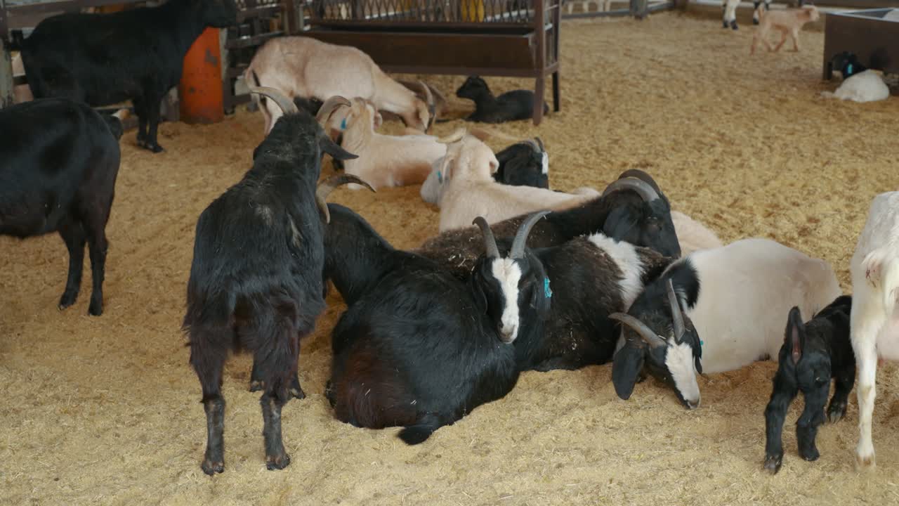 Gruppo di capre bianche e nere raggruppate su un pavimento di segatura in una stalla interna presso Anseong Farmland.