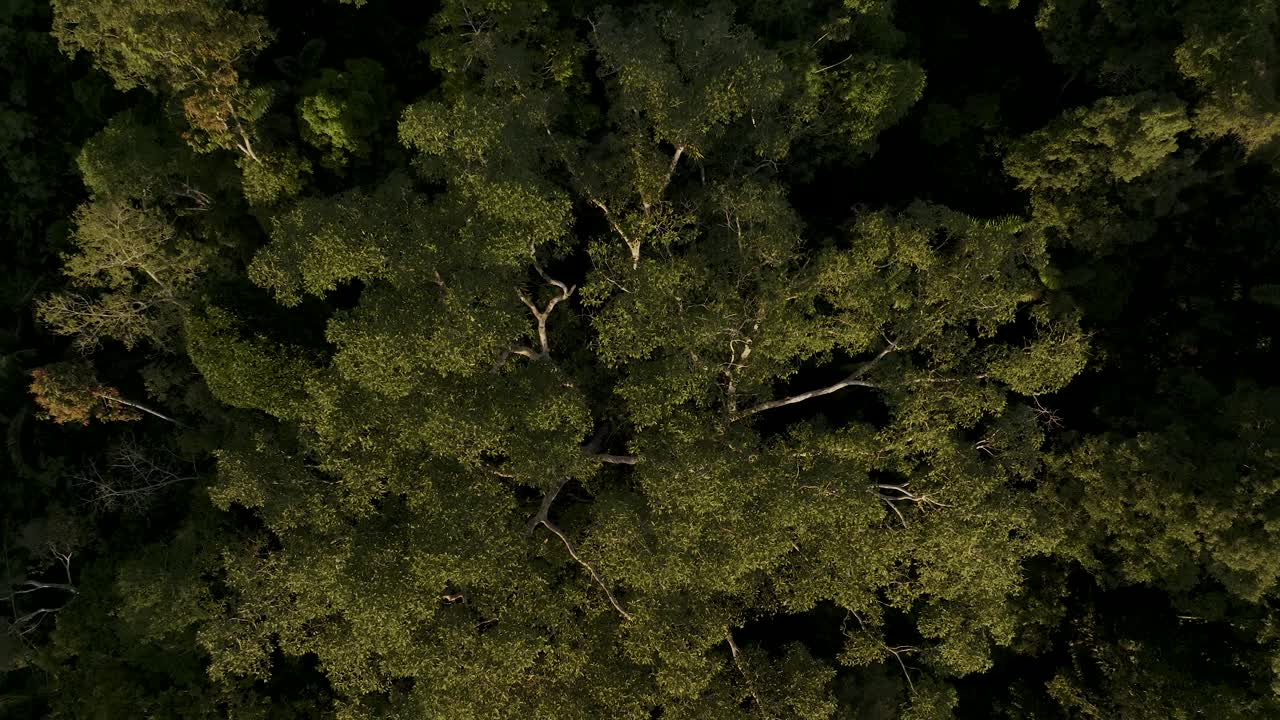 4k aerial top shot of Amazon forest