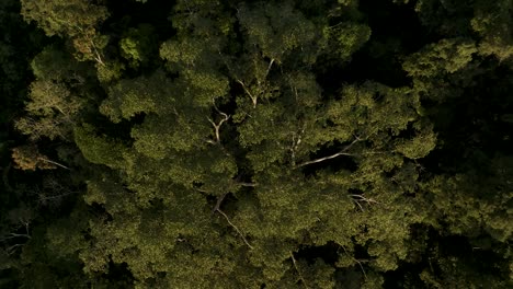 4k aerial top shot of amazon forest