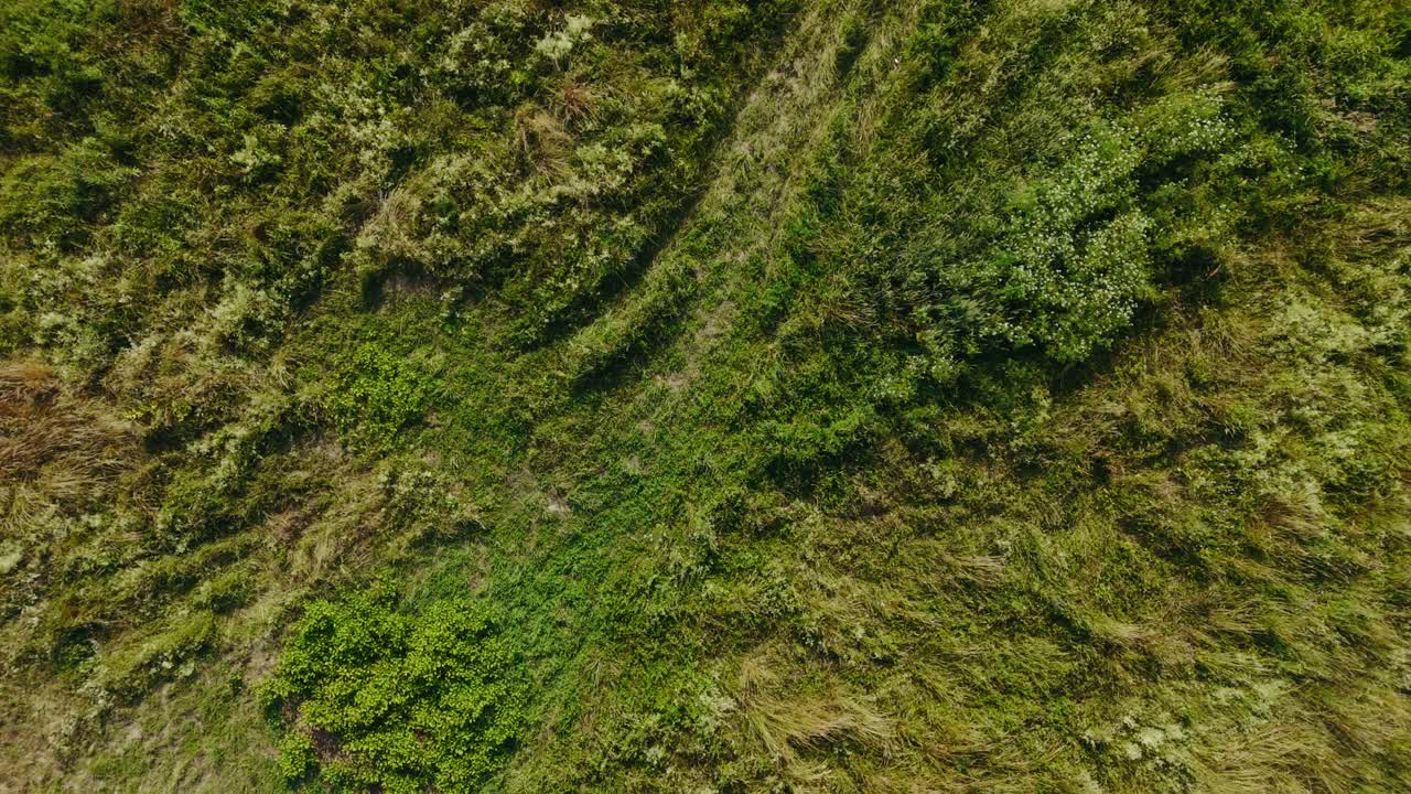 aerial view of tall summer grass with soft natural textures and green streaks
