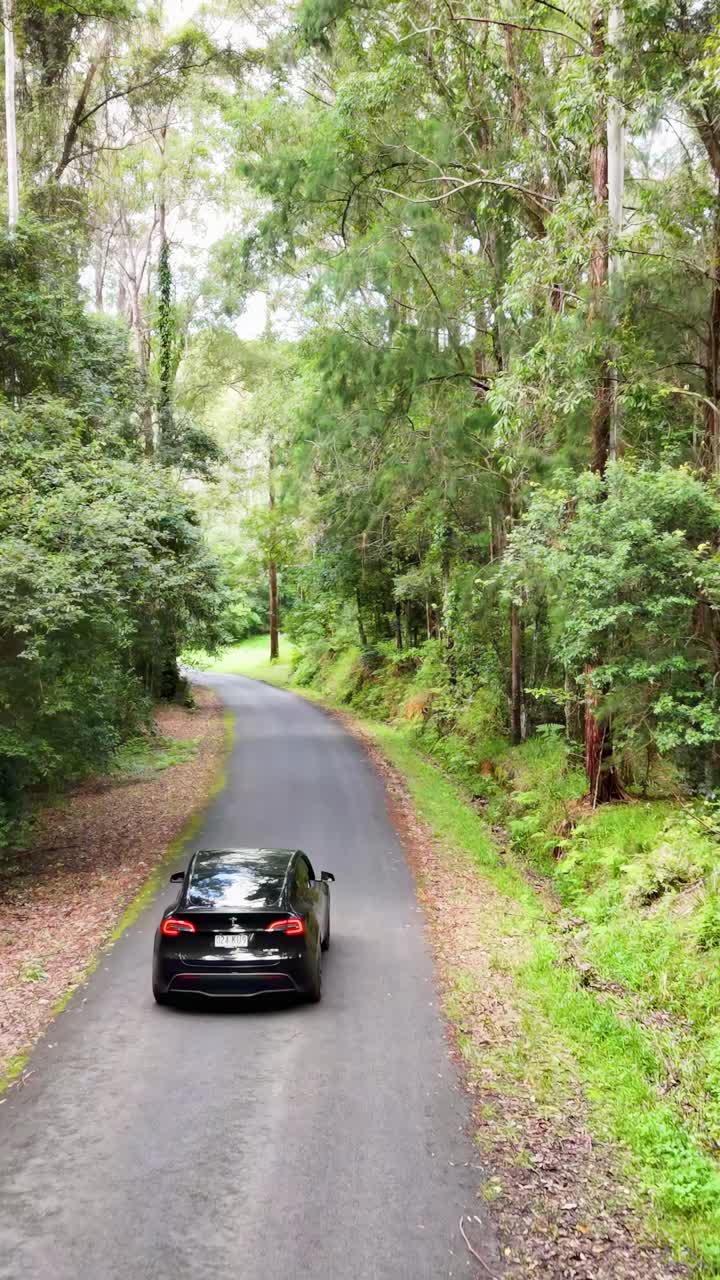 Un'auto percorre una strada serena e alberata, circondata da una fitta foresta sotto una luce diurna soffusa.