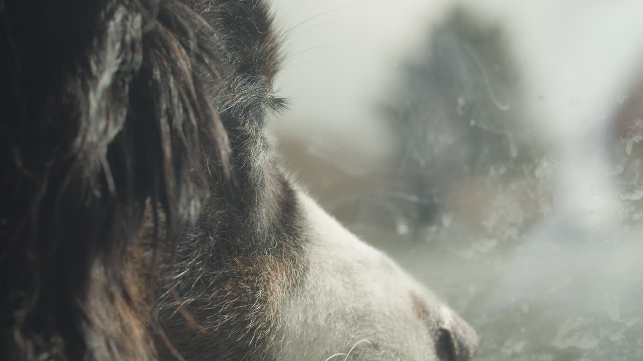 perro mirando por la ventana, poca profundidad de campo