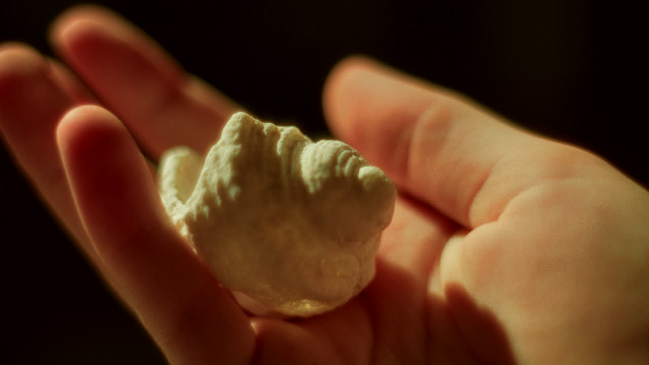Hand holding a small white seashell
