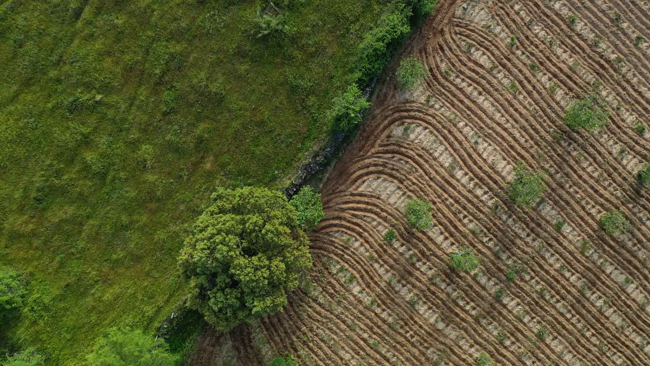 vuelo del avión no tripulado girando y viendo dos granjas separadas por un muro de piedra con grandes árboles de ceniza, uno es verde y el otro está arado con vides y se han creado formas, es bueno para las texturas