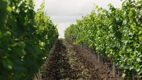 pan lento entre filas de viñedos en italia